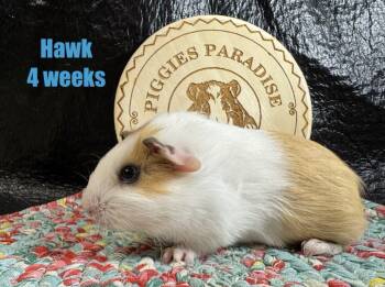 Rescue Short Haired Guinea Pigs for Adoption in Red Oak, Iowa - Hawk | PetCurious